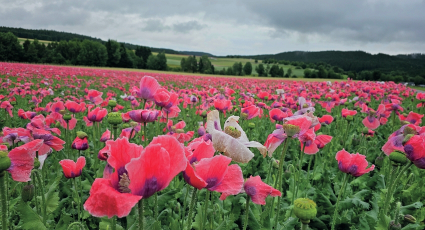 GRUMOHN 5 - Zauber der Mohnblüte